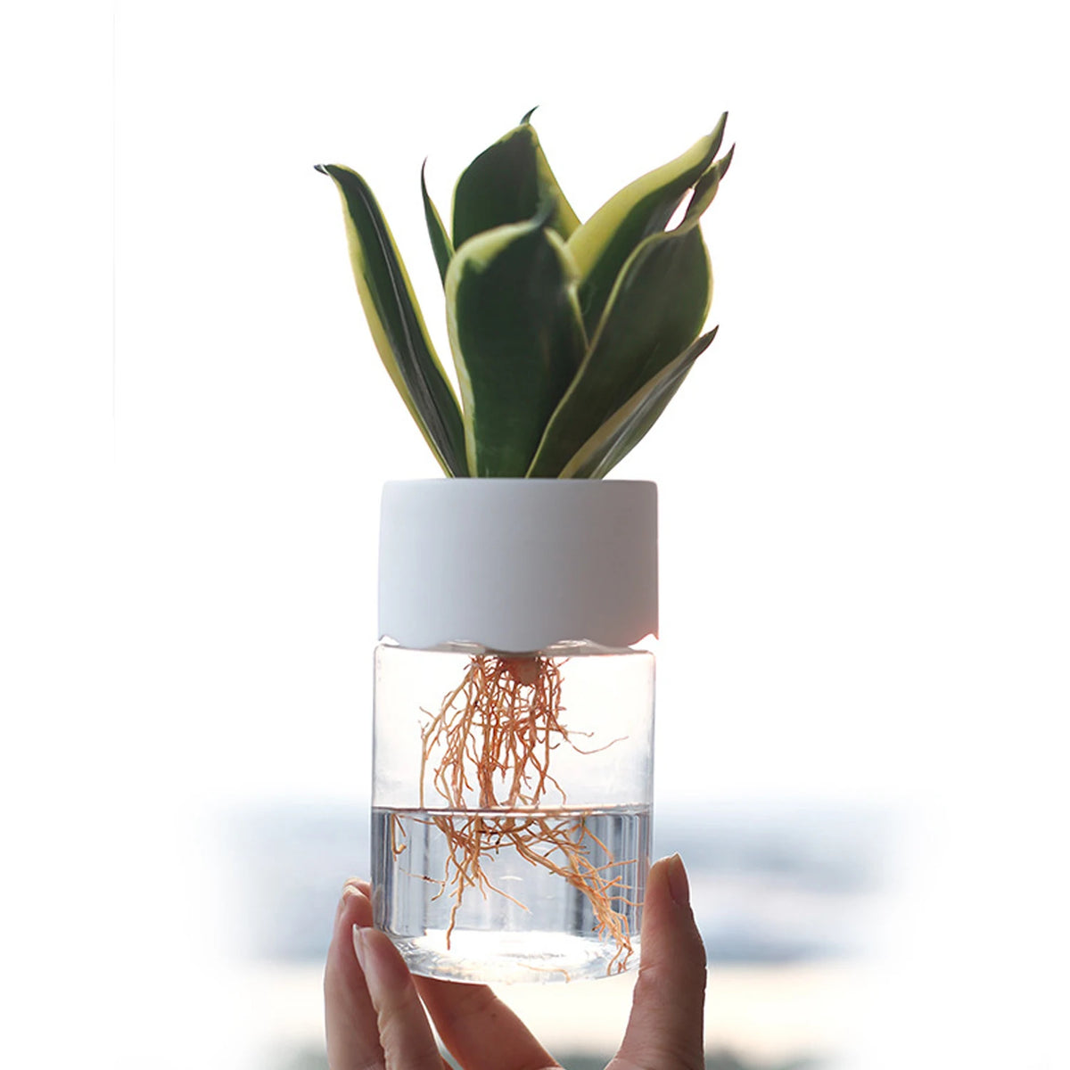 Mini Hydroponic Glass Plant Vase